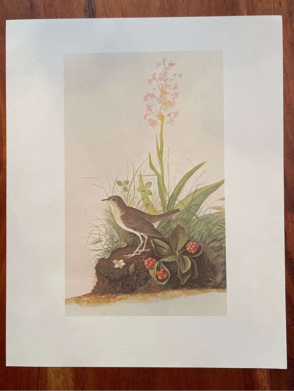 Vintage Audubon Bird Illustration Bookplate